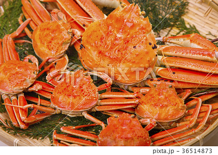 松葉ガニ　食材 36514873