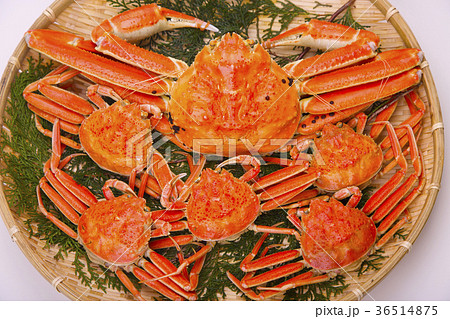 松葉ガニ　食材 36514875