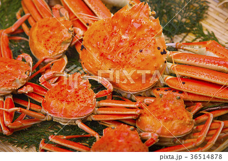 松葉ガニ　食材 36514878