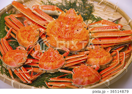 松葉ガニ　食材 36514879