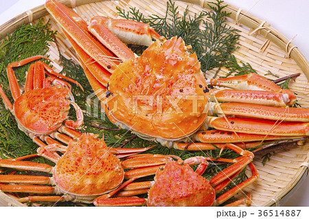 松葉ガニ　食材 36514887
