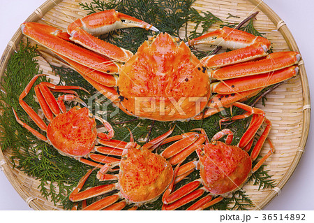 松葉ガニ　食材 36514892