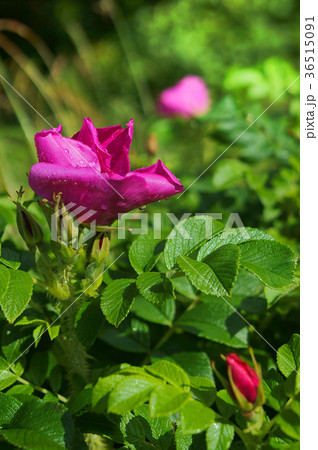 blooming rose, a crimson rose hips 36515091