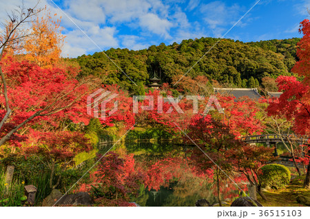 京都　秋の永観堂  弁天島 36515103