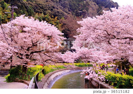 山科疎水（京都市　山科区）に咲く桜の花と菜の花 36515182