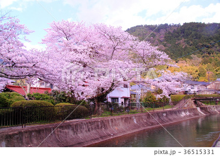山科疎水（京都市　山科区）に咲く桜の花 36515331