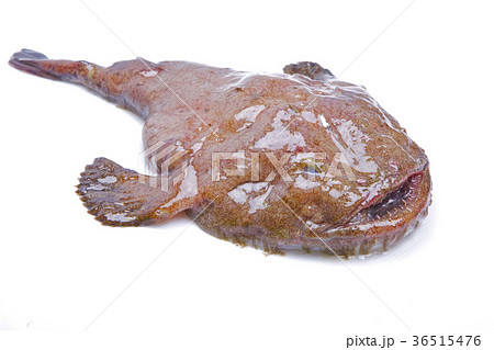 アンコウ　食材 36515476