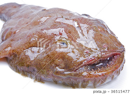 アンコウ　食材 36515477