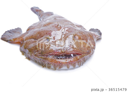 アンコウ　食材 36515479