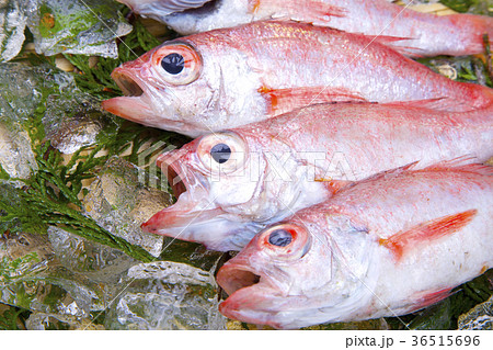 のどぐろ　食材 36515696