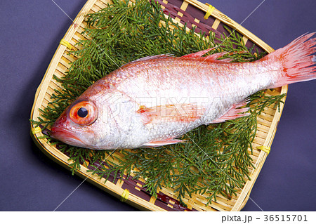 のどぐろ 食材 のどぐろ 食材 36515701