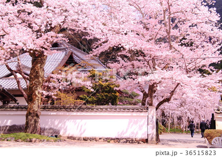 毘沙門堂（京都市　山科区）に咲く桜の花 36515823