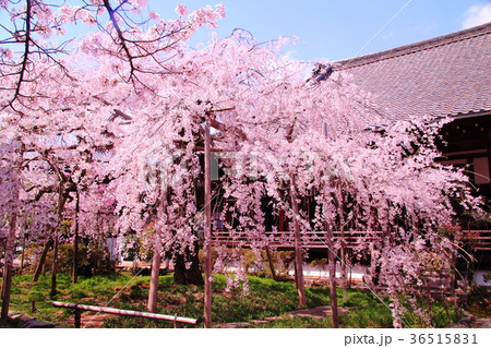 毘沙門堂(京都市 山科区)に咲くしだれ桜 毘沙門堂(京都市 山科区)に咲くしだれ桜 36515831