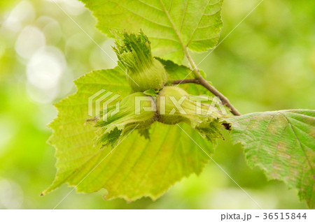 Green fresh hazelnut 36515844