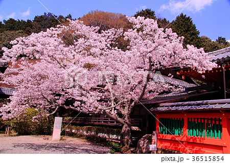 毘沙門堂（京都市　山科区）に咲く桜の花 36515854