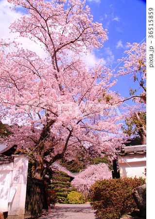 毘沙門堂（京都市　山科区）に咲く桜の花 36515859