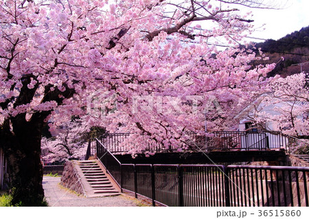 山科疎水(京都市 山科区)に咲く桜の花 山科疎水(京都市 山科区)に咲く桜の花 36515860
