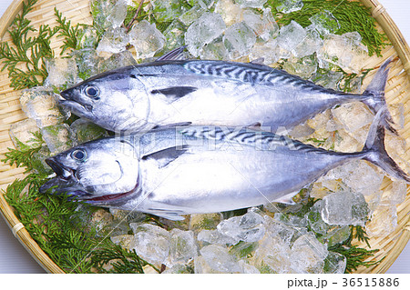 スマ　食材 36515886