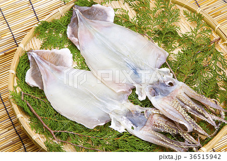 イカの一夜干し 36515942