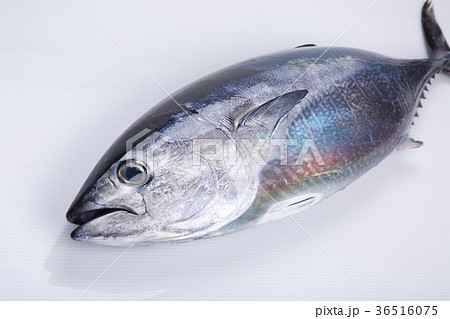 ホンヨコ　食材 36516075