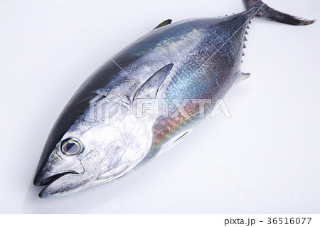 ホンヨコ　食材 36516077