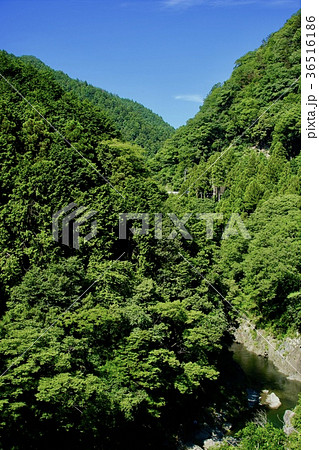緑濃い鳩ノ巣渓谷 緑濃い鳩ノ巣渓谷 36516186