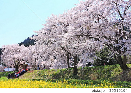 染井吉野と菜の花畑 36516194
