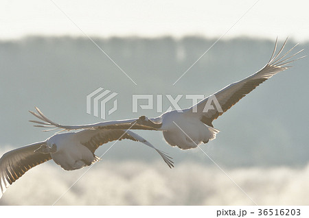 樹氷を背景に飛ぶ丹頂鶴(北海道・鶴居) 樹氷を背景に飛ぶ丹頂鶴(北海道・鶴居) 36516203
