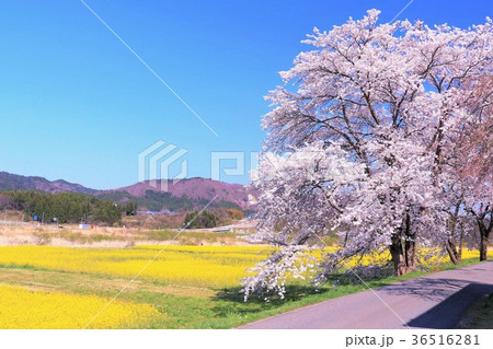 染井吉野と菜の花畑 36516281