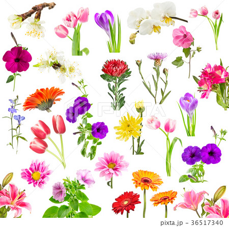 Collage of blooming flowers 36517340