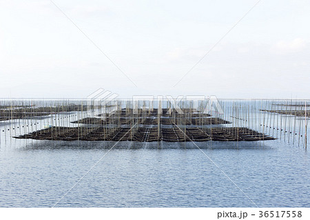 三池港の海苔畑、 36517558