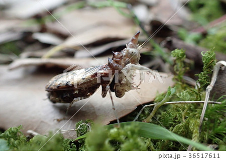 タイ産 ユニコーンマンティス 36517611