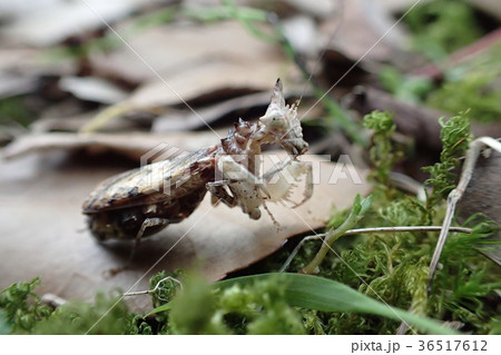タイ産 ユニコーンマンティス タイ産 ユニコーンマンティス 36517612
