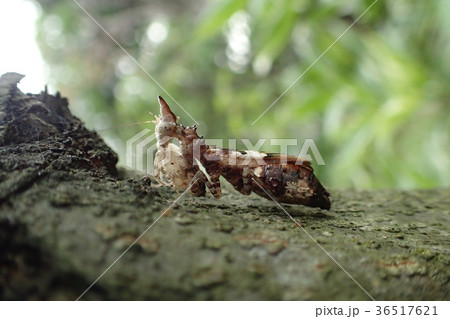 タイ産 ユニコーンマンティス タイ産 ユニコーンマンティス 36517621