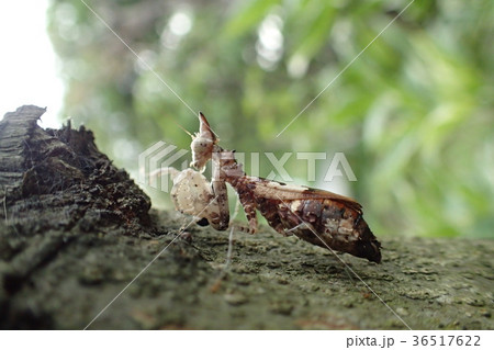 タイ産 ユニコーンマンティス 36517622