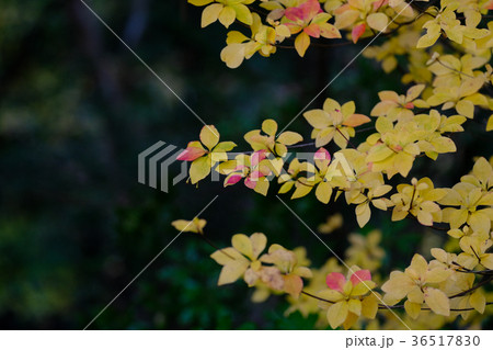 白倉峡の紅葉 白倉峡の紅葉 36517830