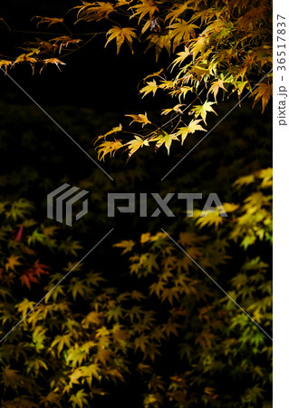 白倉峡の紅葉 白倉峡の紅葉 36517837