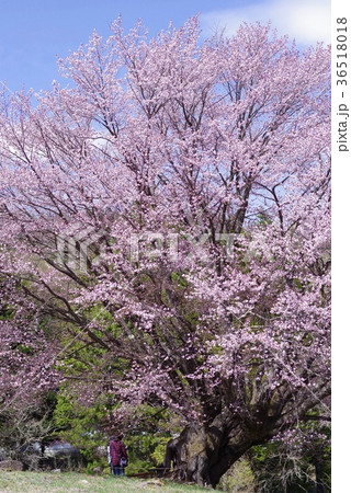 針山の天王桜 針山の天王桜 36518018