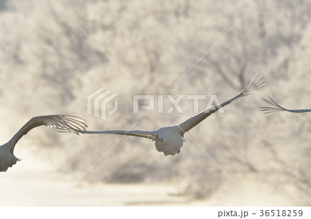 早朝にねぐらから飛び立つ丹頂（北海道） 36518259