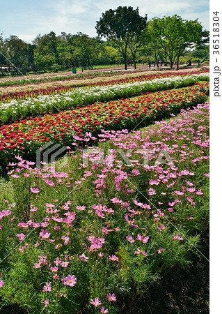タイの美しい公園、ラマ9世公園、フラワーフェスティバル時の景観 タイの美しい公園、ラマ9世公園、フラワーフェスティバル時の景観 36518304