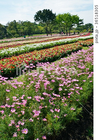 タイ王国ラマ9世公園（Suan Luang, Rama Ⅸ Park, Rama 9 Park） 36518305