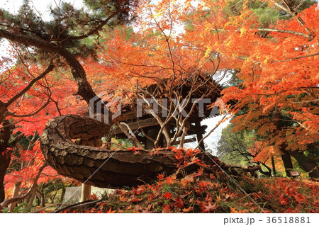東漸寺　紅葉 36518881