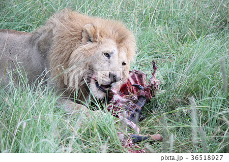 食事中の野生ライオンの写真素材