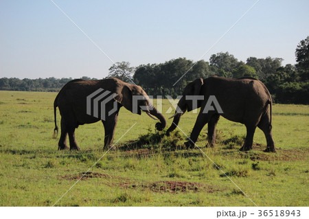 アフリカゾウの兄弟 36518943