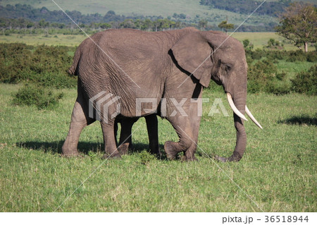 アフリカゾウ　サバンナの景色 36518944