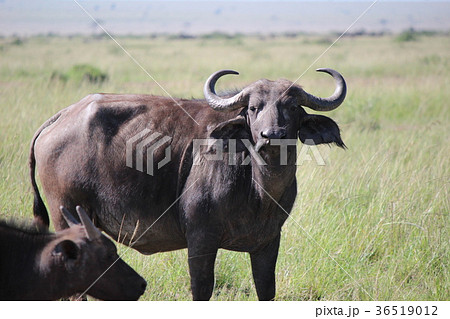 アフリカ水牛 36519012
