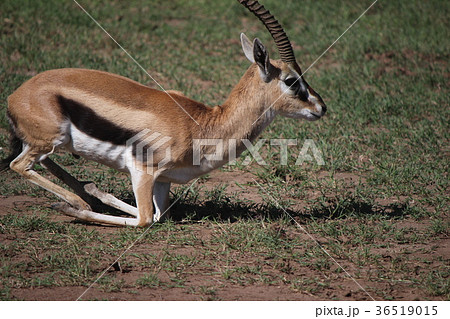 ケニアのバンビ トムソンガゼル の写真素材