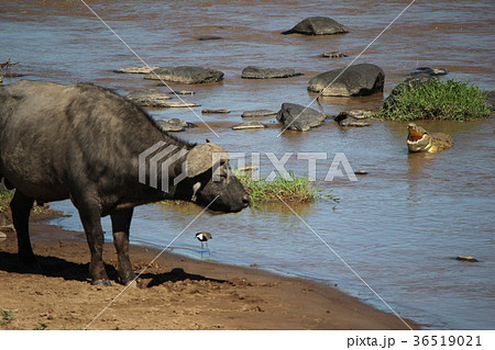 ワニに食べられそうな水牛 36519021