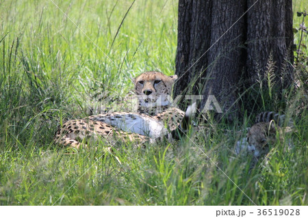 木陰で休むチーター 親子 の写真素材