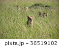ライオンの群れ　サバンナの景色 36519102